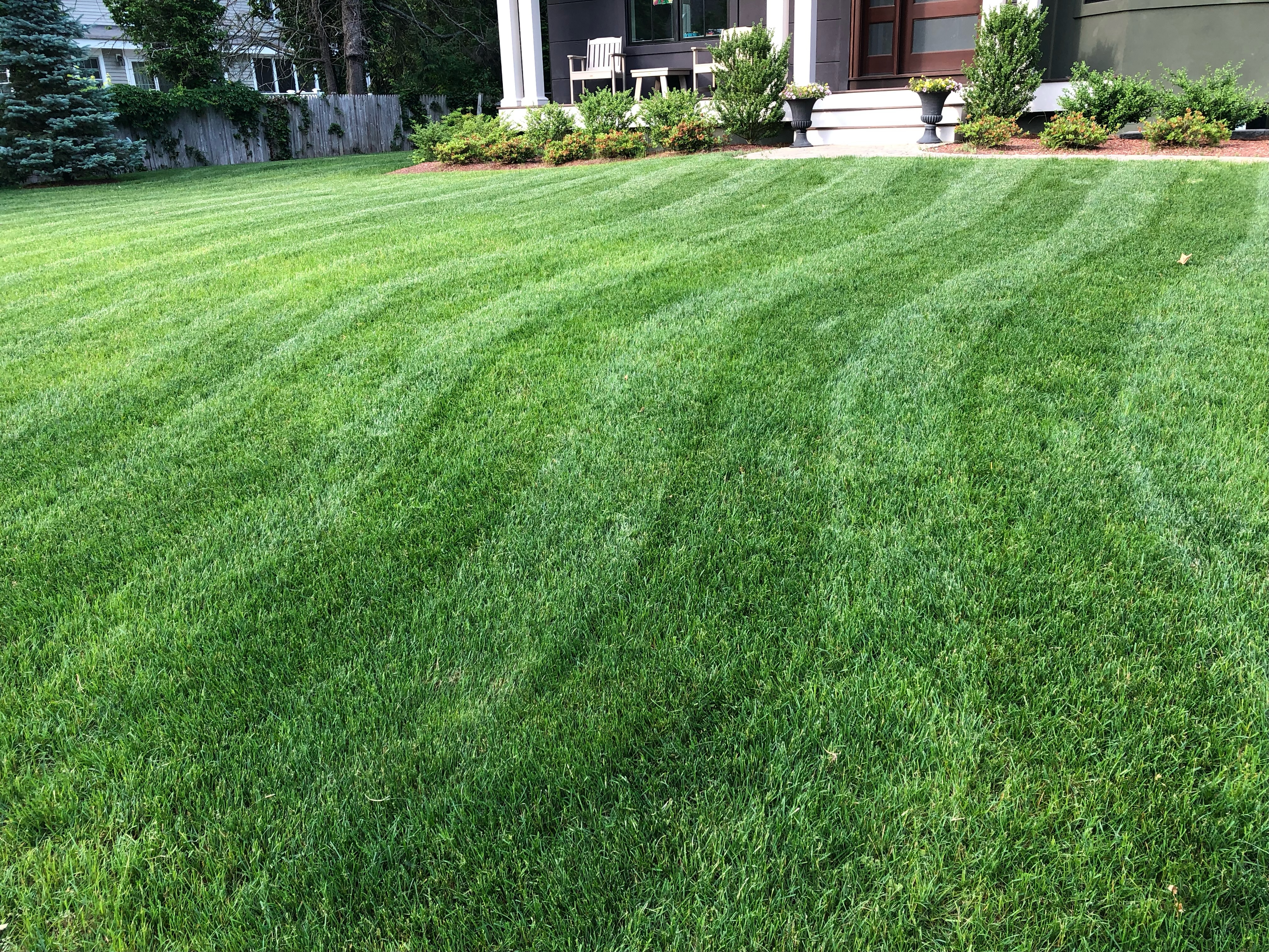 Lawn care transformation - image 1