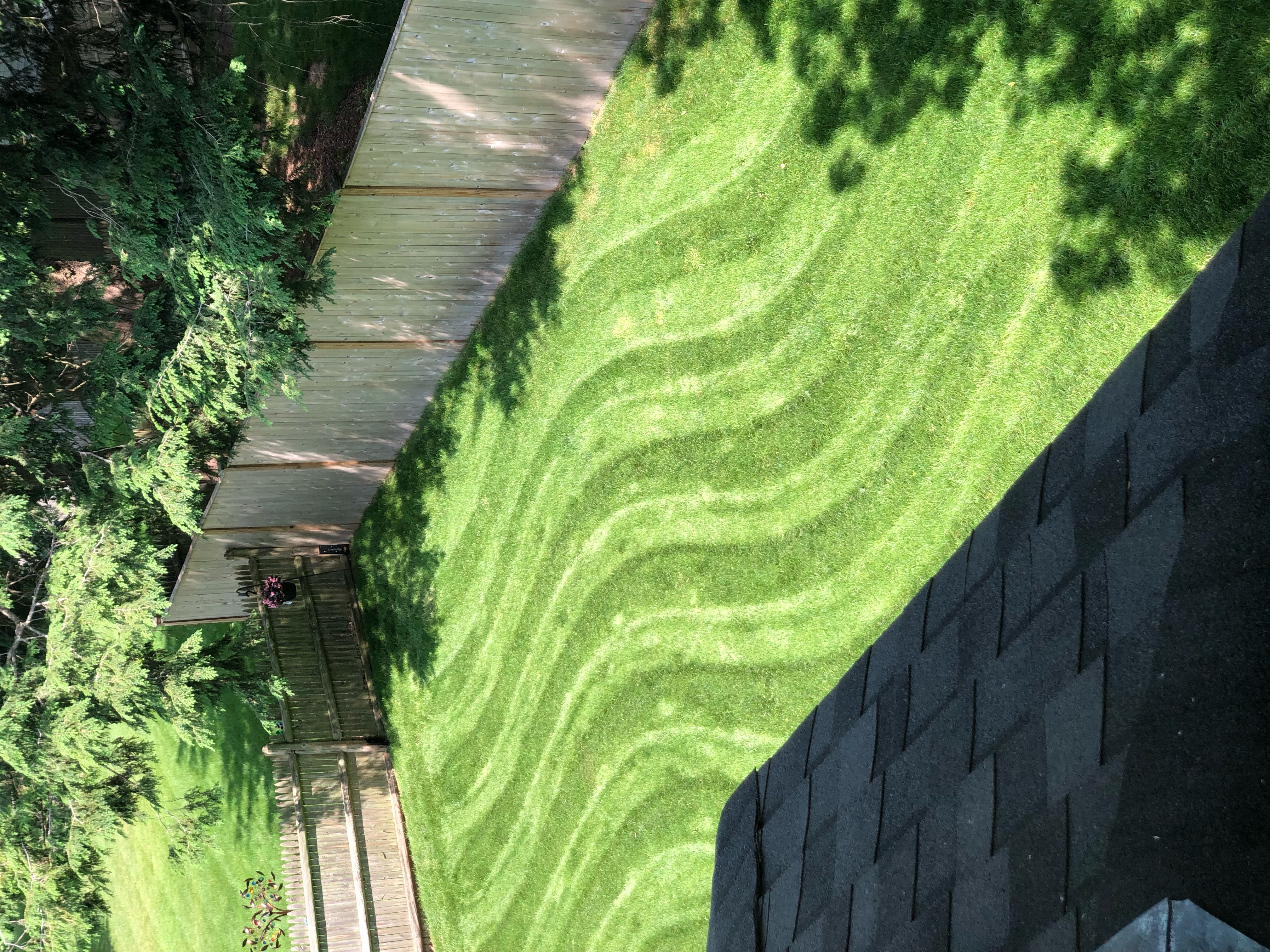 Lawn care transformation - image 2