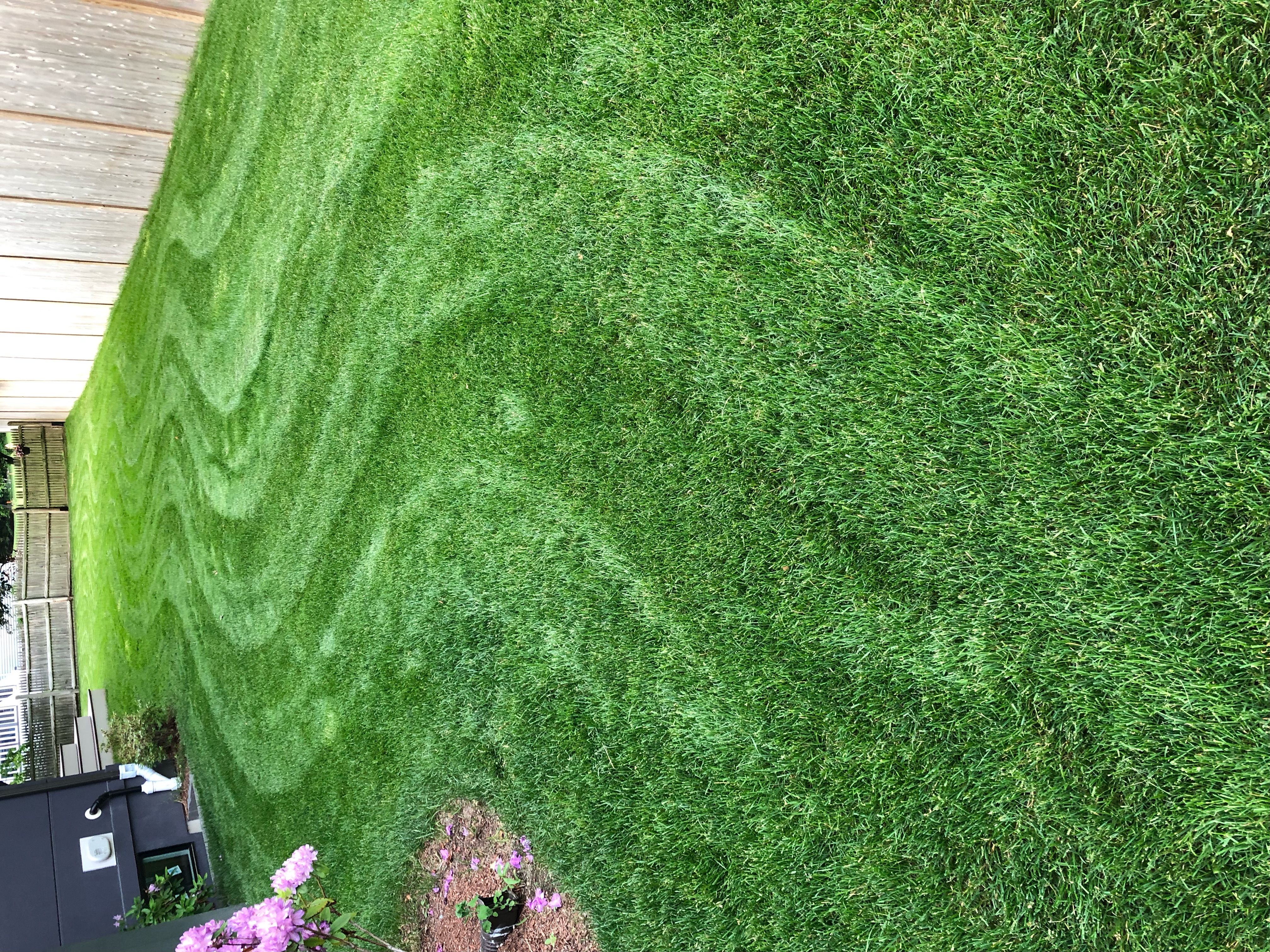 Lawn care transformation - image 3